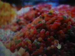 000000CANDY4_p362.jpg