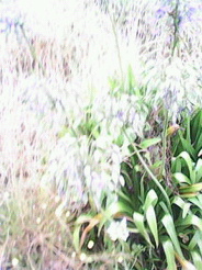 FSQ_0000020_p550.jpg