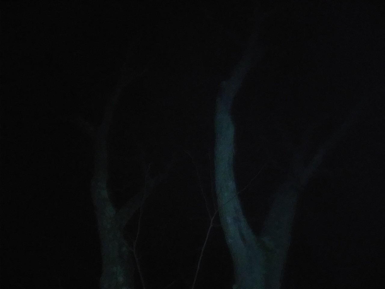 IMG_20200320_034350.jpg