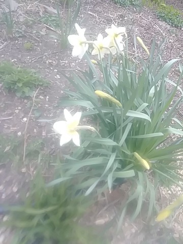 IMG_20200405_183321.jpg