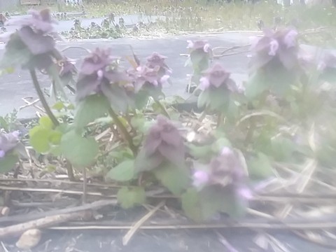 IMG_20200405_183417.jpg