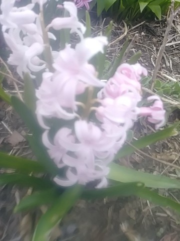 IMG_20200405_183529.jpg
