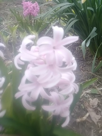 IMG_20200405_183537.jpg