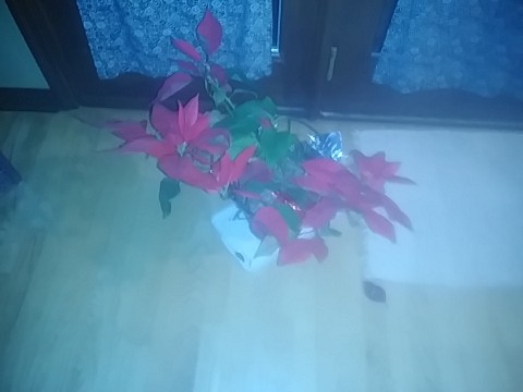 IMG_20200406_000419.jpg