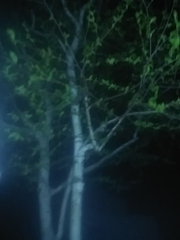 IMG_20200410_050827.jpg