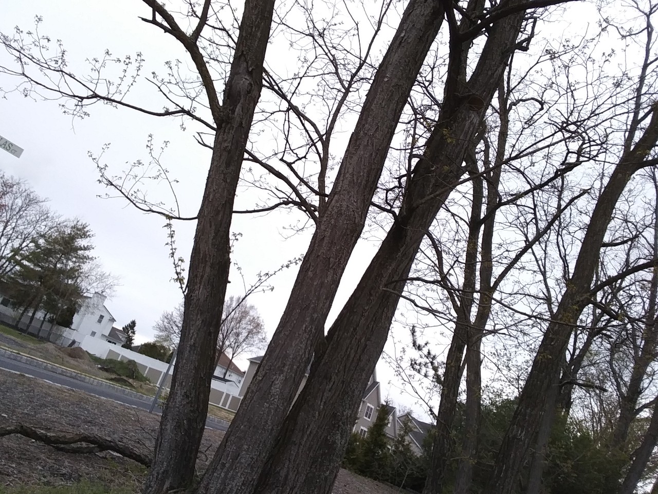 IMG_20200415_073503.jpg