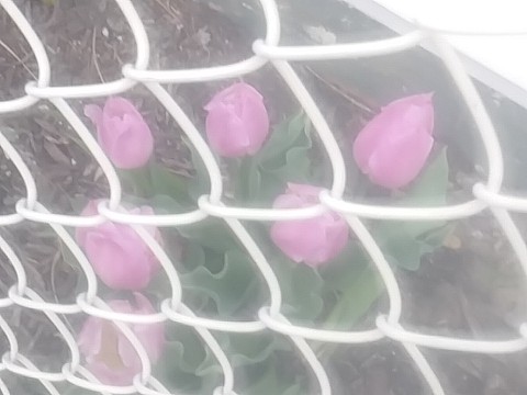 IMG_20200415_073946.jpg