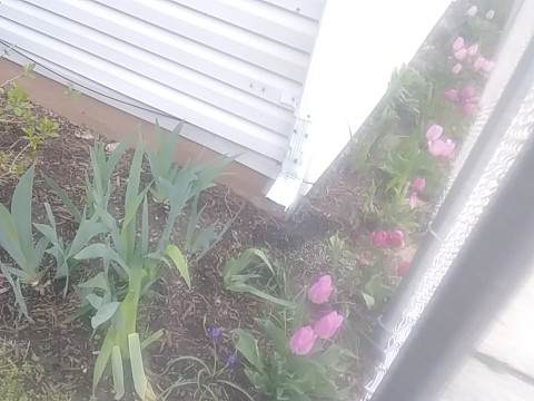 IMG_20200415_073957.jpg