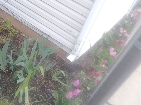 IMG_20200415_074002.jpg