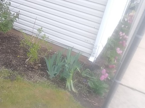 IMG_20200415_074009.jpg