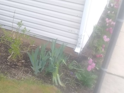 IMG_20200415_074012.jpg