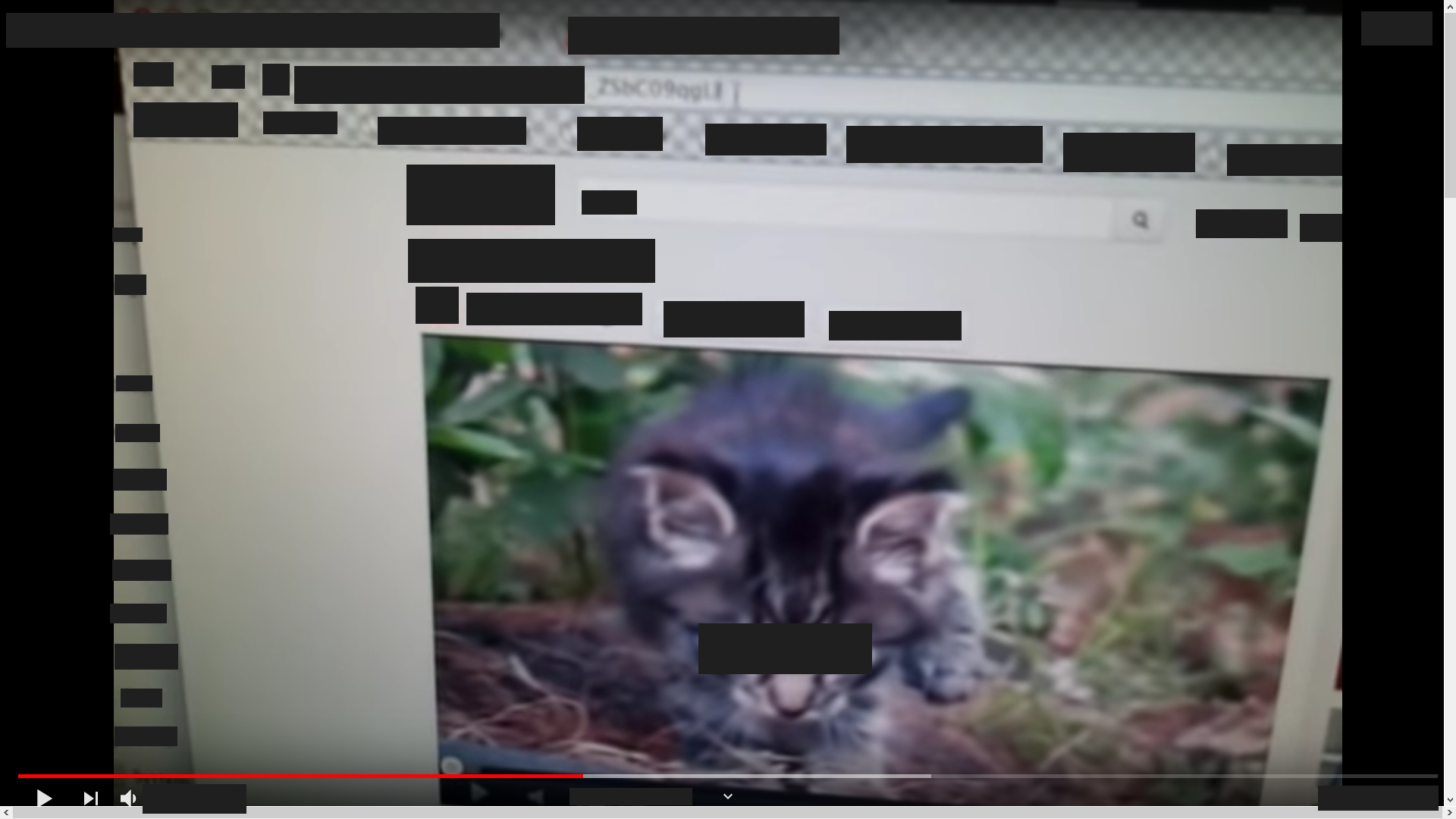 kitty.png